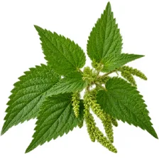 Nettle extract in {{OFFER_NAME}}